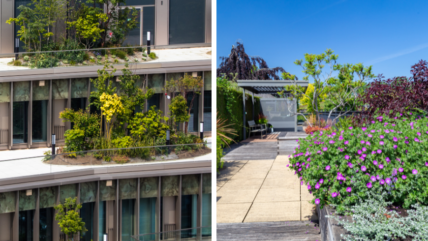 Roof gardens and Plants in the Roof Garden