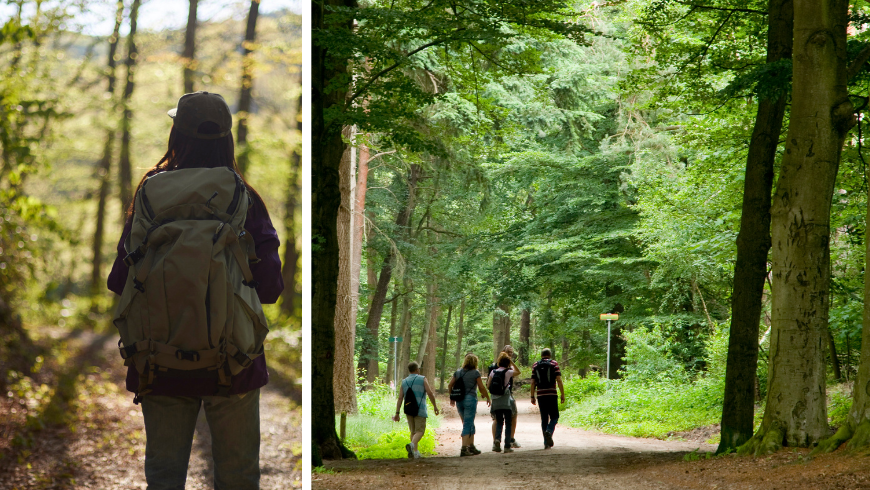 Forest therapy reduce stress hormones, contributing to an increased relaxing effect