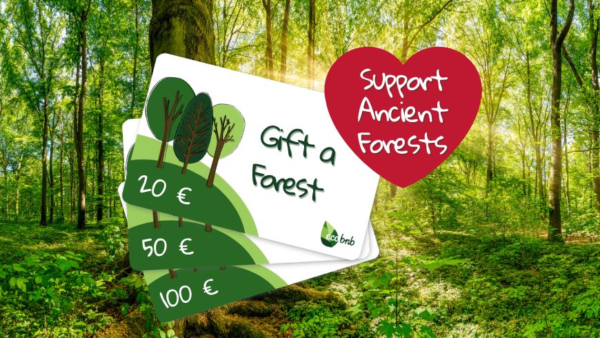 Support ancient forests with Ecobnb Giftcards
