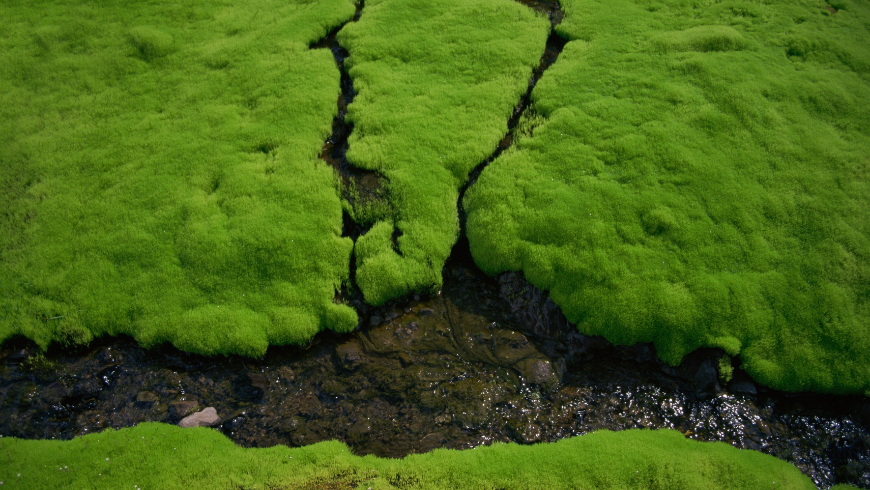 Icelandic moss 