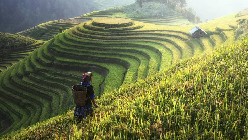 A woman wearing traditional clothing walks along a lush hillside through rice fields in Sapa, Vietnam. A basket is on her back. Terraced rice paddies fill the landscape.