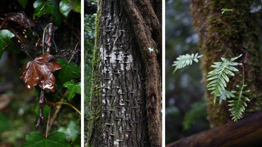 trunk and leaves in the natural beauty of Pollino National Park.