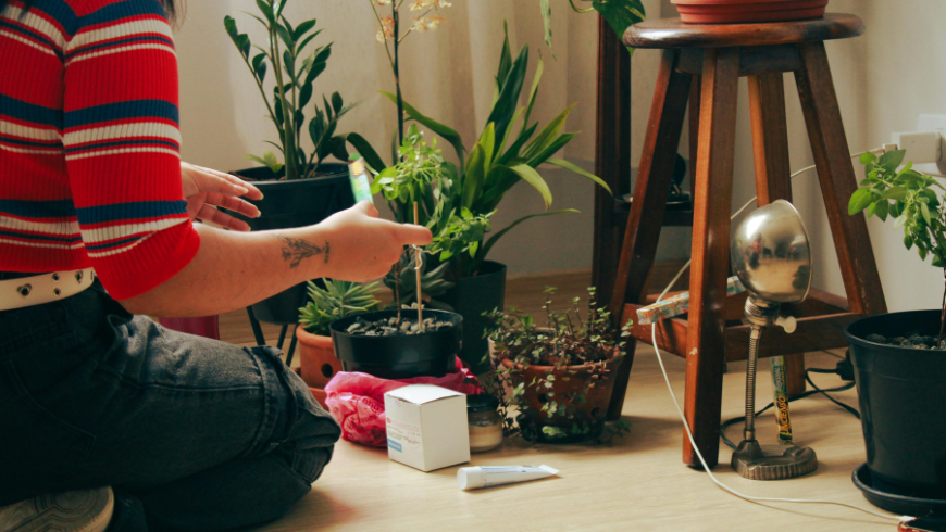 Indoor plants placed near a window to improve air quality at home