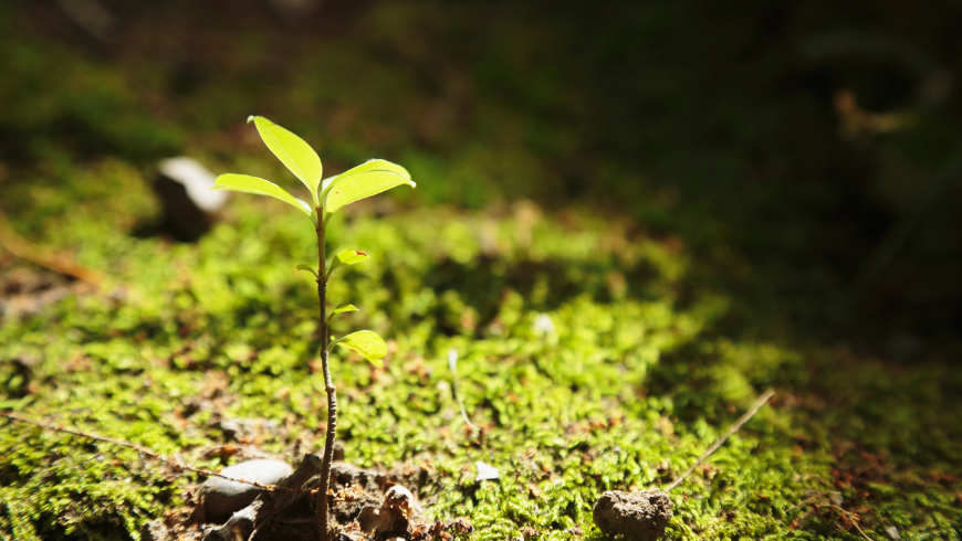 Young plant sprouting in forest soil, symbol of ecosystem regeneration.
