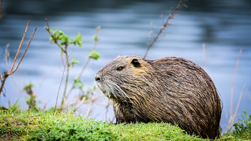 Beaver near a riverbank, a key species that shapes ecosystems and biodiversity.