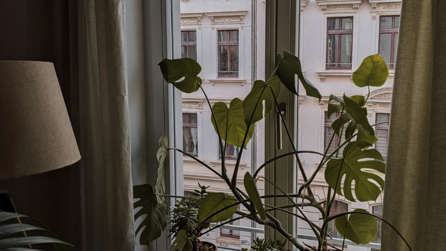Green houseplants used to create a healthier indoor environment 