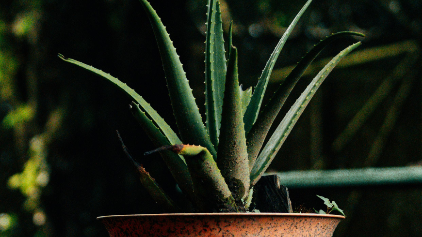 Aloe vera houseplant that helps improve indoor air quality