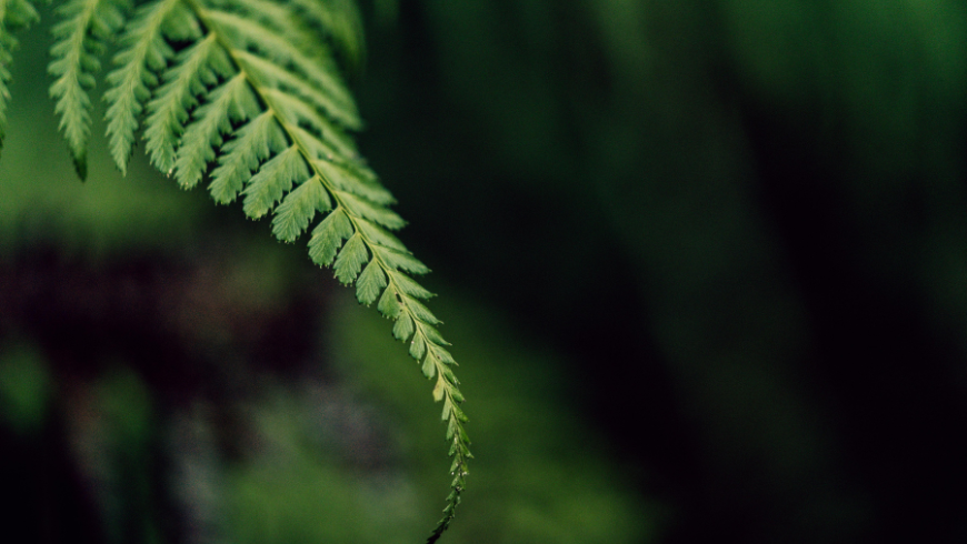 Fern houseplant that absorbs humidity and improves indoor air
