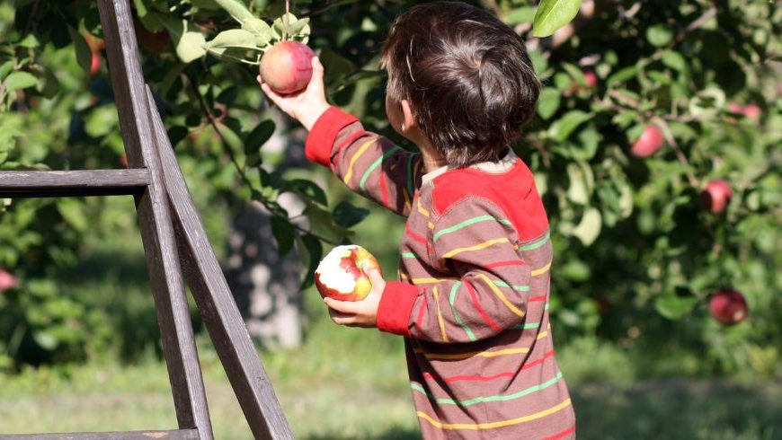 Child harvesting apples from a tree in a permaculture garden, illustrating permaculture and sustainable travel practices.