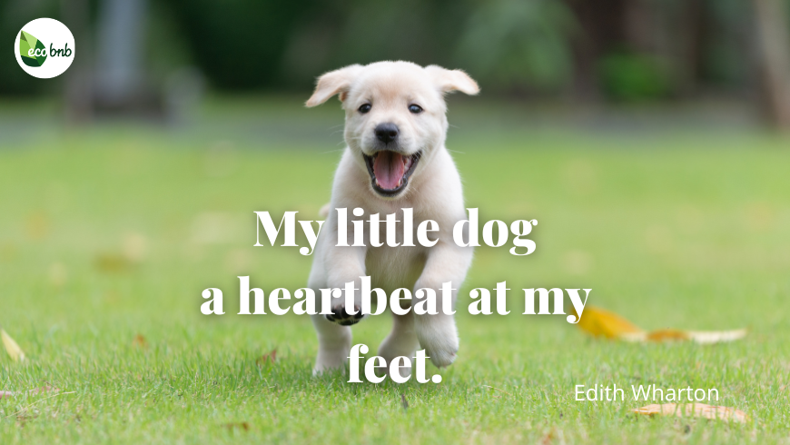 A happy white Labrador puppy running on green grass with the Edith Wharton quote: "My little dog: a heartbeat at my feet."