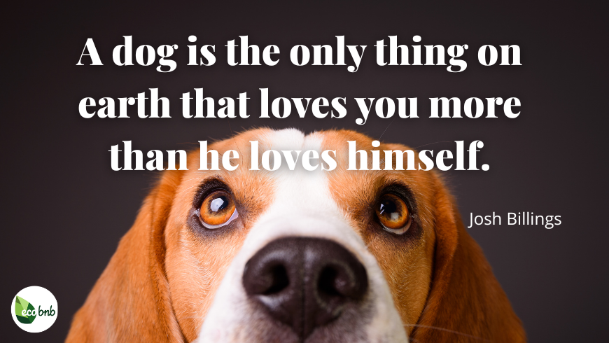 Close-up of a Beagle dog looking upward with the quote by Josh Billings: "A dog is the only thing on earth that loves you more than he loves himself."