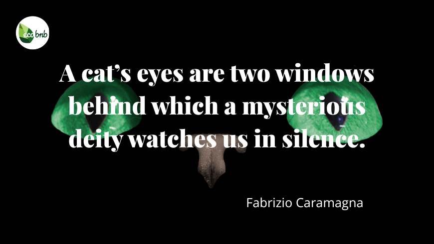 Close-up of glowing green cat eyes in the dark with the quote by Fabrizio Caramagna: "A cat’s eyes are two windows behind which a mysterious deity watches us in silence".