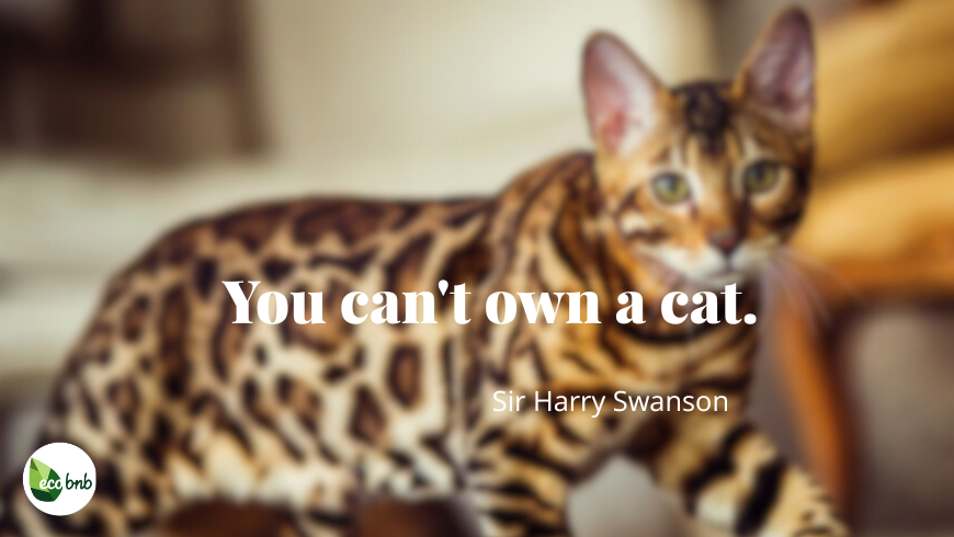 Close-up of a spotted cat (Bengal breed) with the quote by Sir Harry Swanson: "You can't own a cat" .