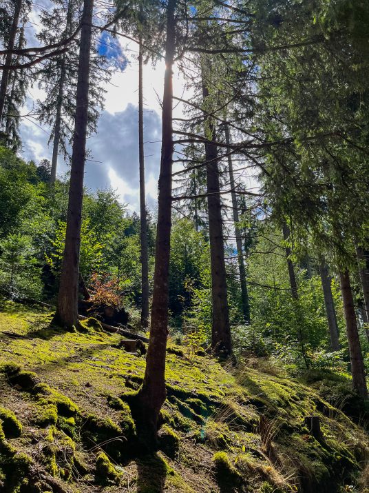Photo of the trees in the forest with some light from the sun. 