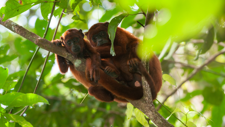 Biodiversity of the Tambopata National Reserve