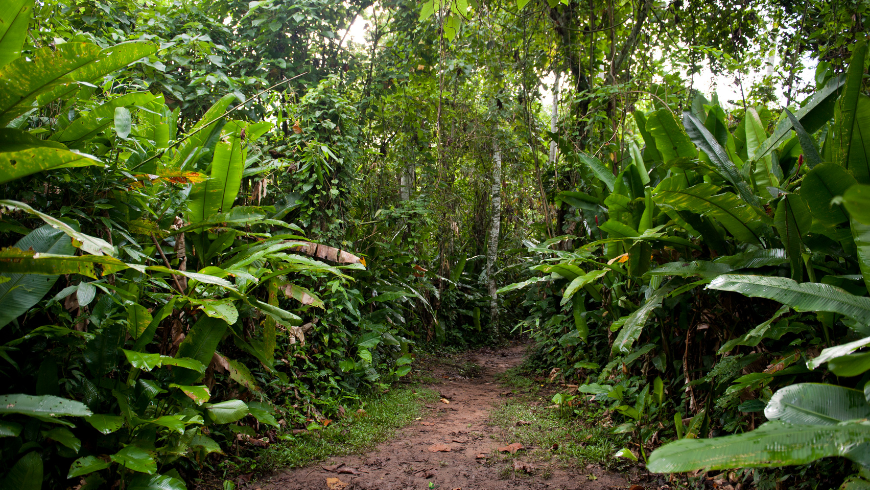 Tambopata National Reserve, Peru: What to do in the Amazon rainforest, surrounded by nature and biodiversity.
