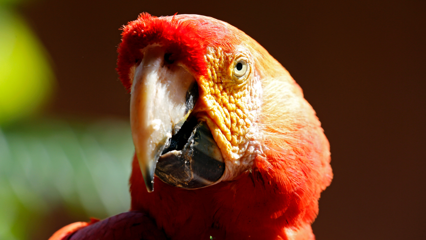 Parrots in the Amazon