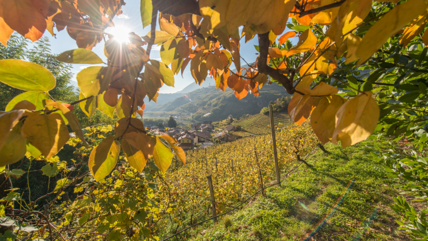 The vineyards of the Cembra Valley