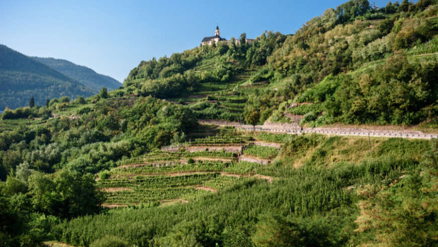 The iconic vine-growing terraces of the Cembra Valley