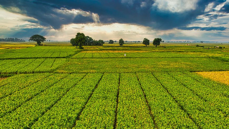Plantation with green crops growing in agricultural farm