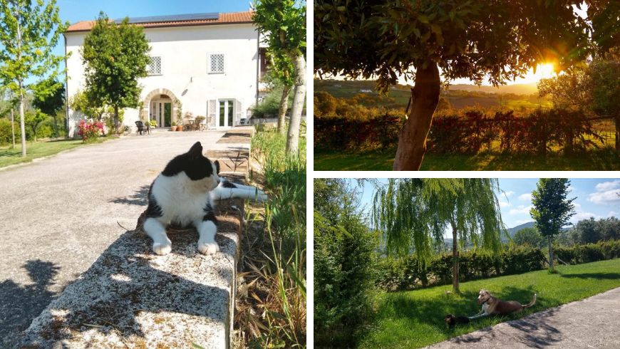 animals, cat and dogs in the green garden of Le Piracante, Caiazzo, Campania