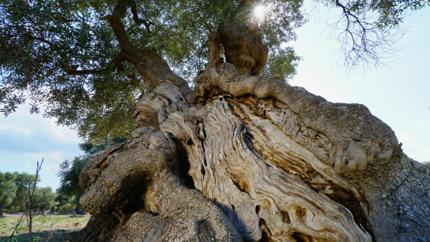Olive trees in the southern Murge in Puglia