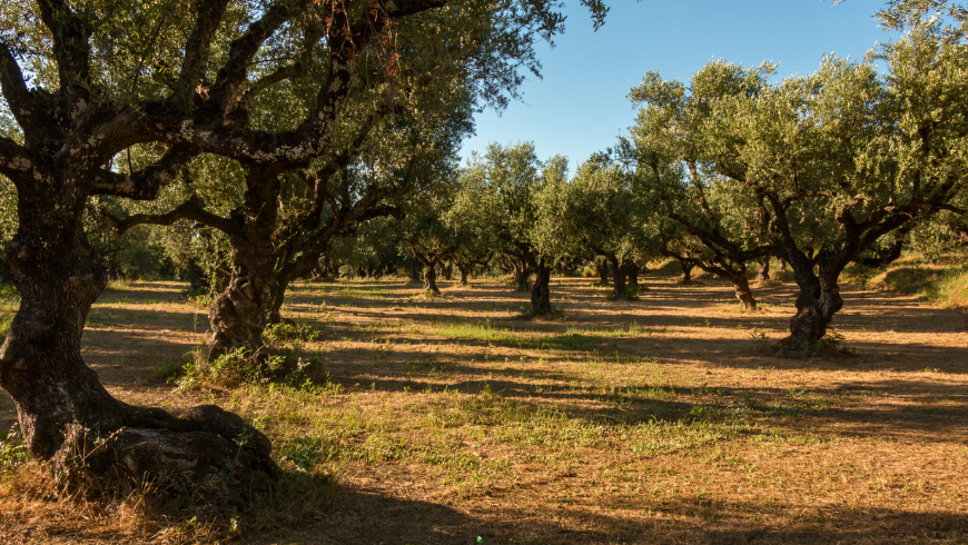 The Pescara hills are famous for their centuries-old olive groves