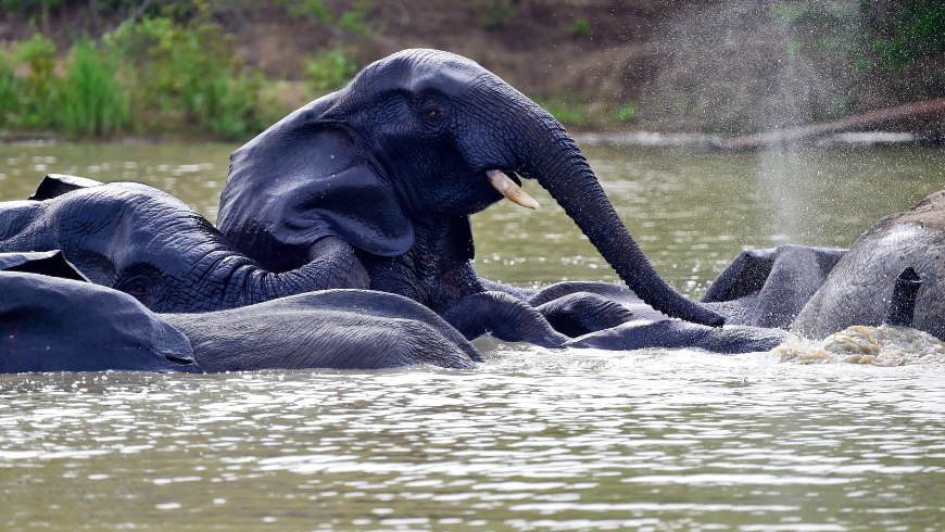 Elephants in Mole National Park