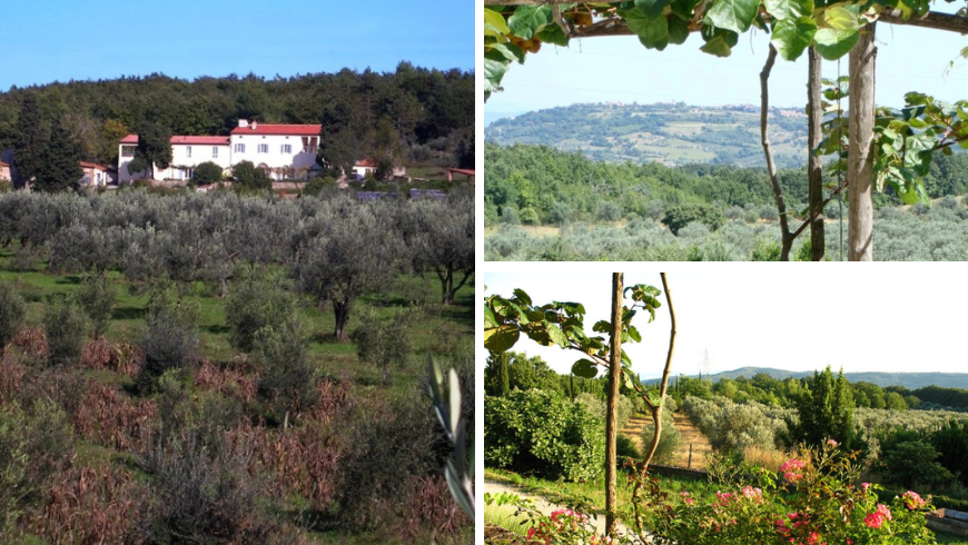 View of the farmhouse from the organic olive groves and views of the green hills surrounding the place