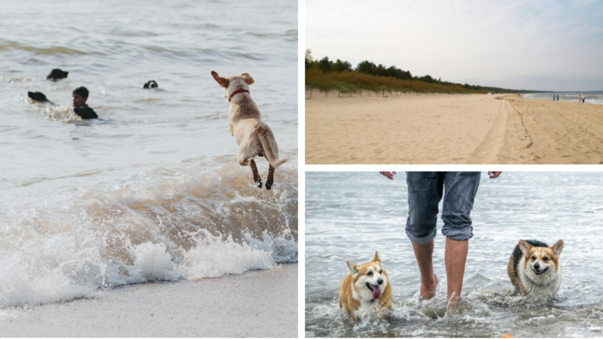 dogs at the beach