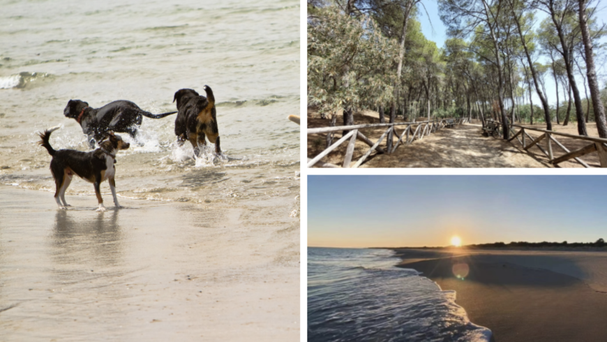 Pine forests and beach with dogs in the Riserva Naturale