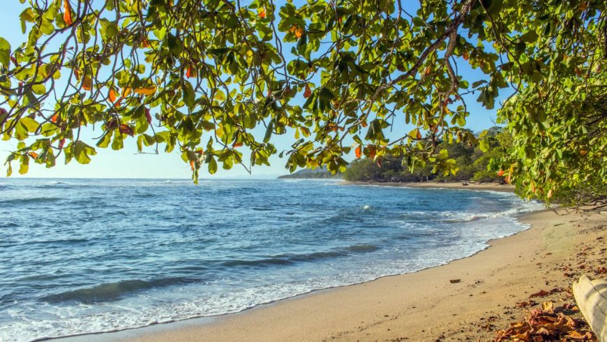 Beach with blue sea, blue sky, trees, forest