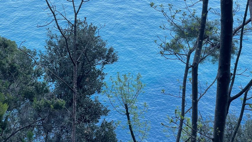 View of the sea through trees along a peaceful Portofino hiking trail
