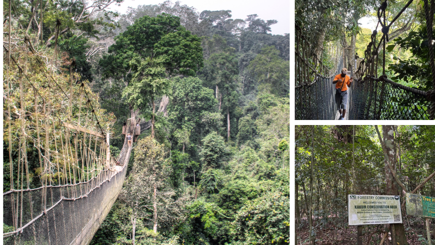 Canopy walkway in Kakum National Park, Ghana, suspended high above the rainforest with a visitor walking through lush jungle.
