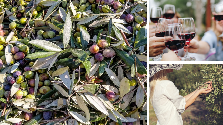 olive, wine, oil and cheeses of Upper Campania