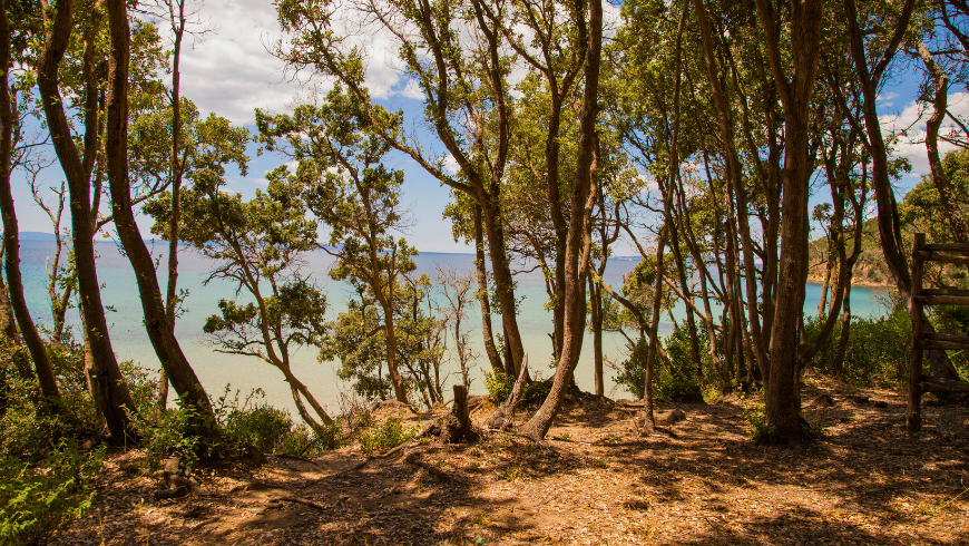 Cala Violina, one of the most beautiful beaches in the Tuscan Maremma
