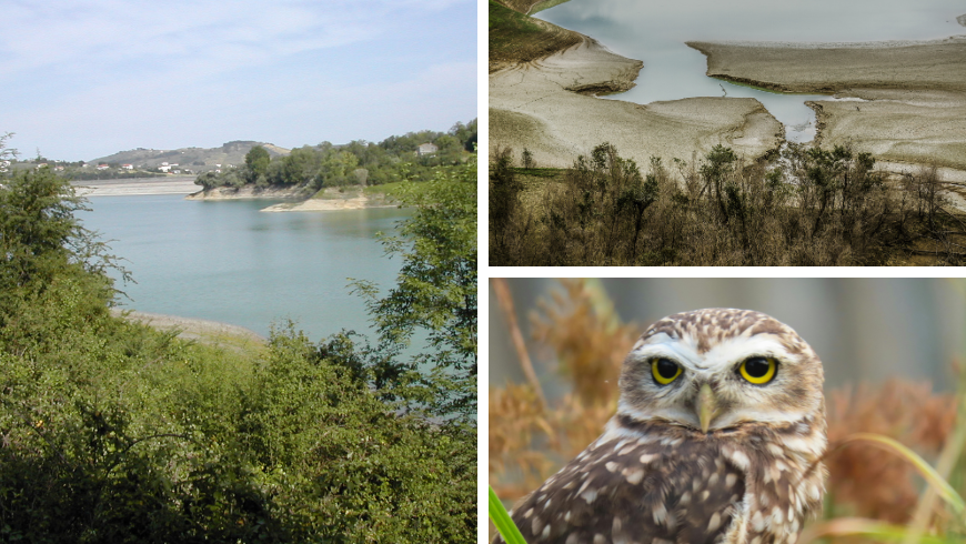 Landscape of the lake and the shore and owl among the trees