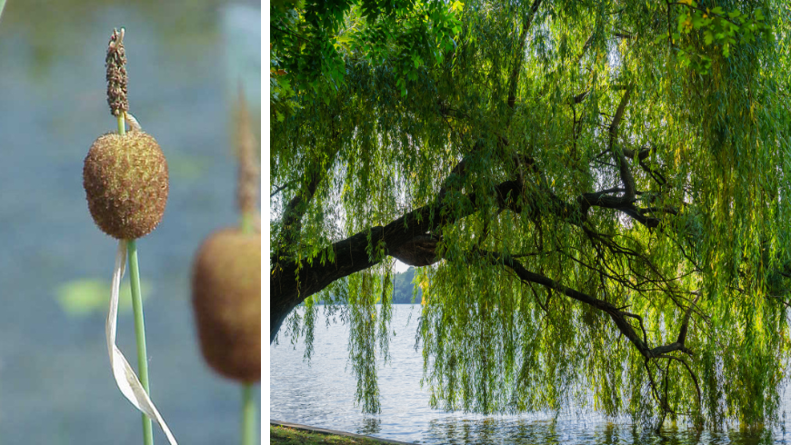 Weeping willog and typical plant of Lake Penne