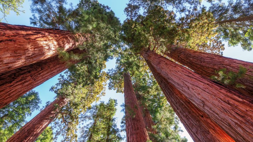 Giant Sequoias in Sequoia National Park, USA
