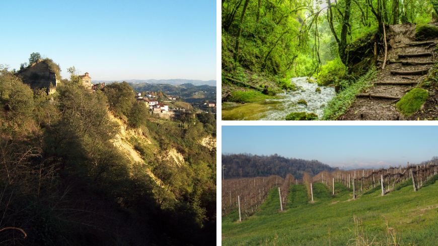 vineyards and trails on the hills and in the forest