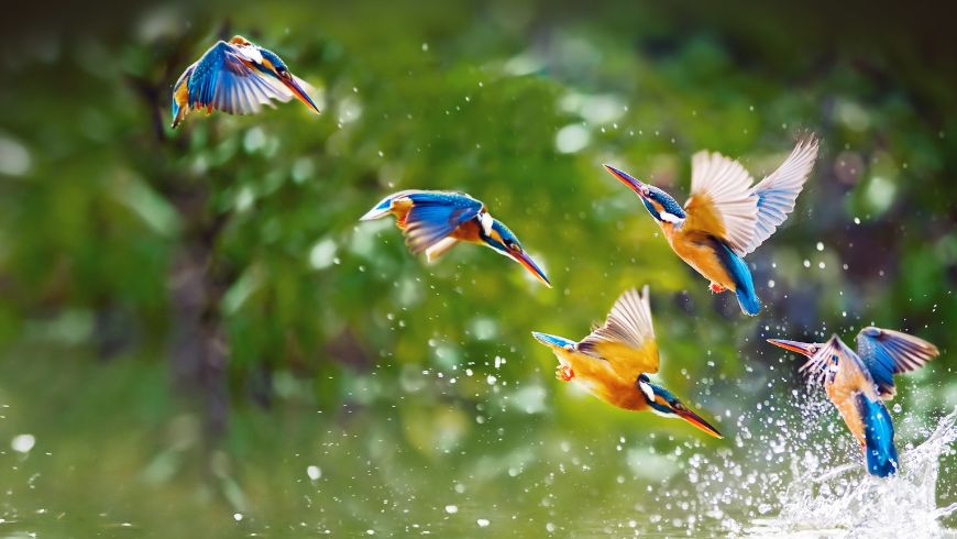 Kingfisher fishing in a river ecosystem in the Peruvian Amazon