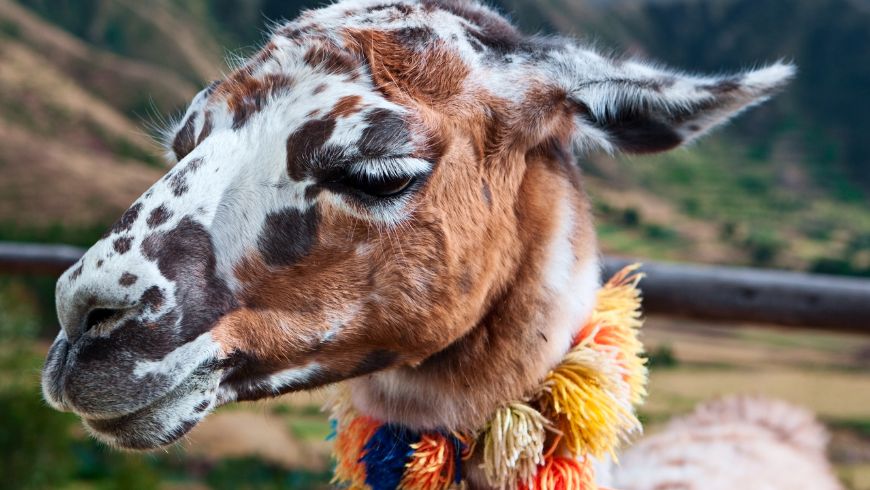 Llama standing in the Andes Mountains, one of Peru's most iconic animals
