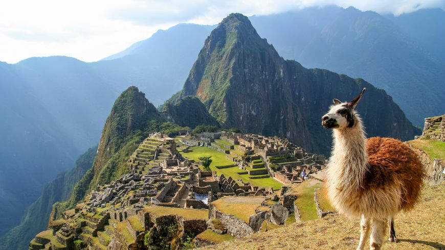 Llama overlooking the ancient citadel of Machu Picchu surrounded by the Andes Mountains
