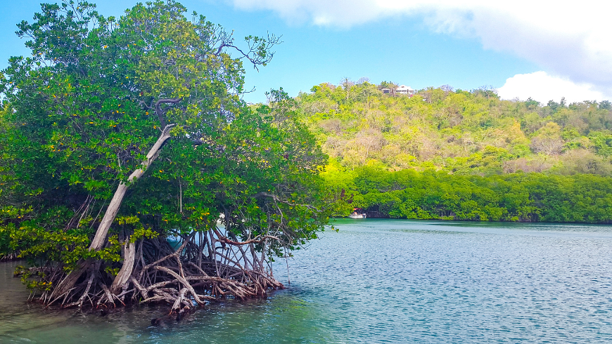 View of mangroves in Martinique