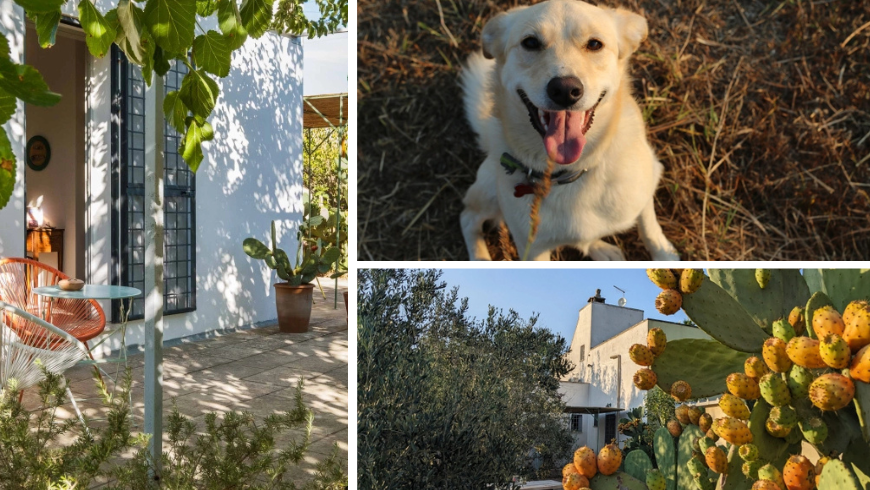 Veranda with small table, dog, and prickly pear cacti