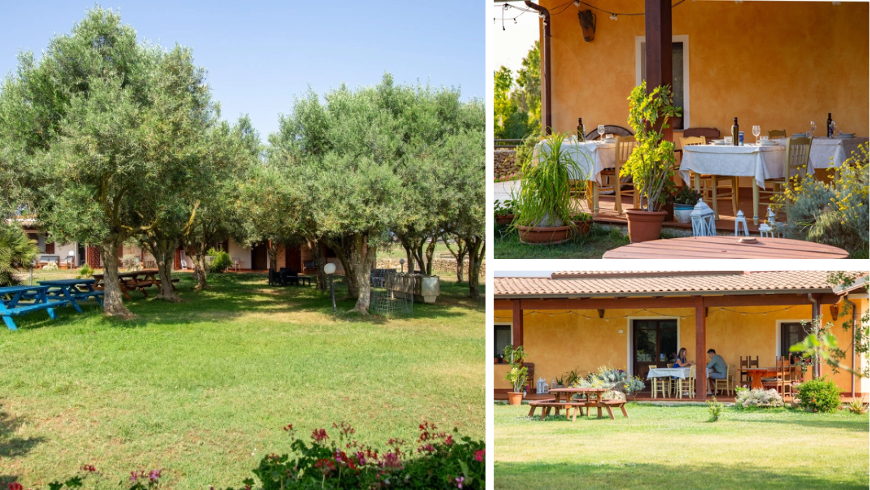 Olive grove with outdoor dining area