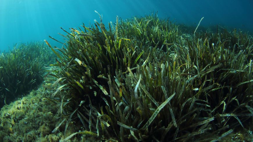 Underwater meadow of Posidonia oceanica seagrass growing on the Mediterranean seabed.