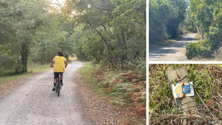 Cycling route through the Landes forest with trees and a symbol of the Camino de Santiago del Norte