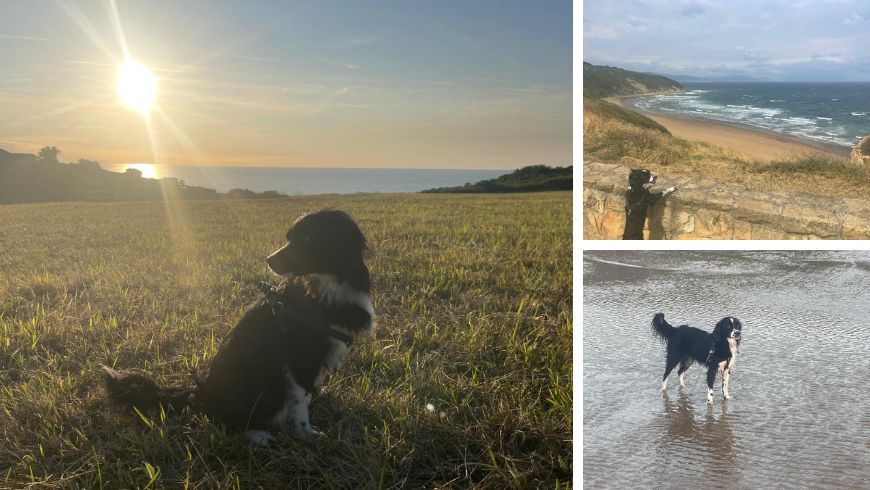 Dog on a grassy meadow overlooking the sea, beach along the seafront and dog swimming in the water in Sopelana.