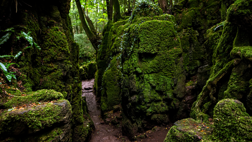 Forest of Dean